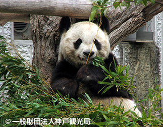 神戸市立王子動物園